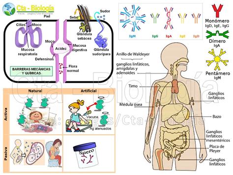 Biología Didáctica Ingeniería Ana 9 Sistema Inmune