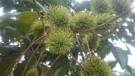 Rambutan hijau stock image. Image of spruce, twig, plant - 238849047