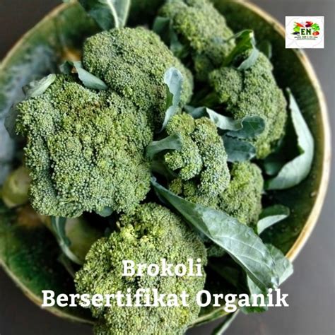 Jual 1kg Sayur Brokoli 100 Sertifikat Vegetable Murah Sehat Healthy