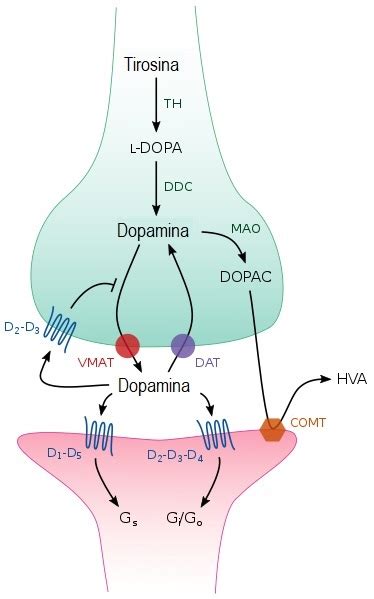 Neuronas Dopamin Rgicas Qu Son Caracter Sticas Funciones Y V As