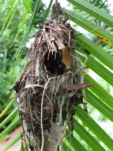 Weaver Bird Nests