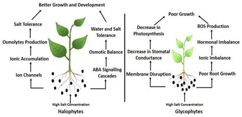 Salt Stress On Plant Growth Encyclopedia Mdpi