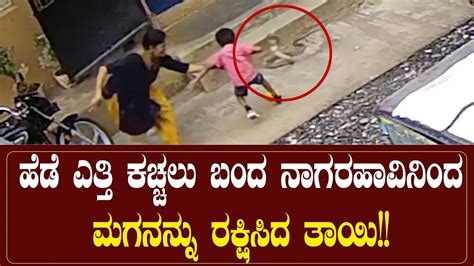 Mother Saves Son From Snake ಹೆಡೆ ಎತ್ತಿ ಕಚ್ಚಲು ಬಂದ ನಾಗರಹಾವಿನಿಂದ