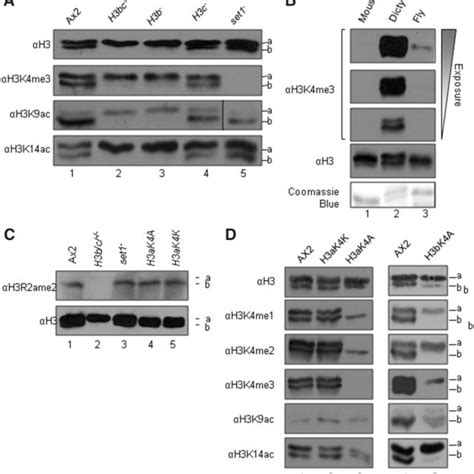 Histone Modifications On H Variants Acid Extracts From Nuclei Of