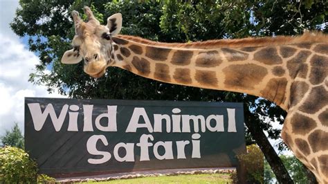 Wild Animal Safari Pine Mountain Georgia Usa Youtube