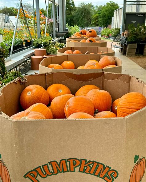 cox farms haleyville alabama 4