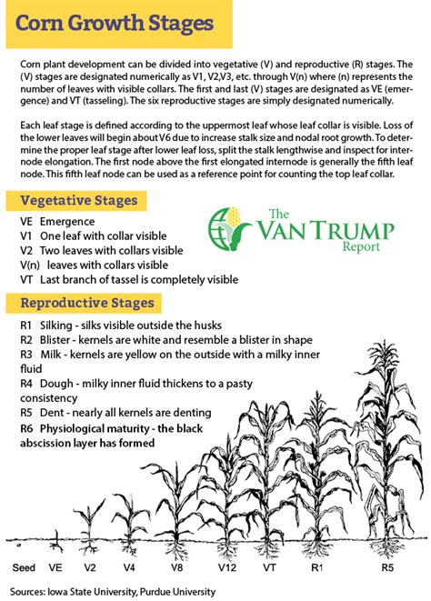 Corn Growth Stages - Axis Seed