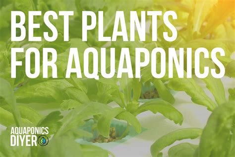 Top 38 Best Plants For Aquaponics Full Guide 2023 Aquaponicsdiyer