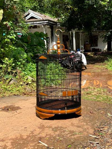 Sangkar Burung Murai Batu Kayu Jati Jepara Lazada Indonesia