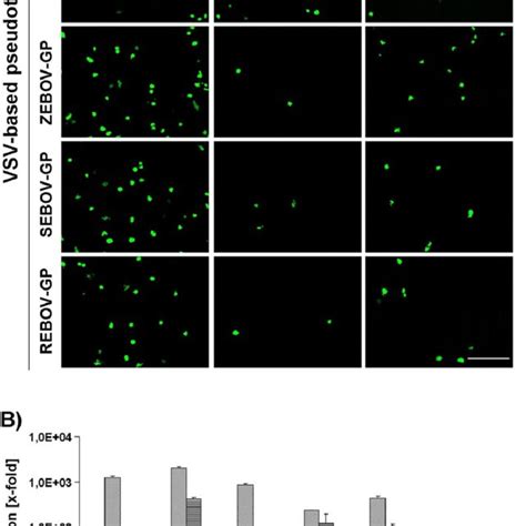 Plasma Membrane Localization Of Ebola Virus Glycoprotein Ebov Gp Is