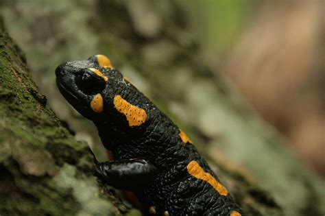 photo salamander fire salamander leaves newt amphibian