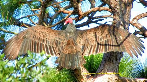 Backyard Birding....and Nature: Magnificent Turkey Vulture Wingspan