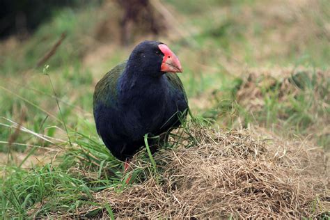 Takahe population on the up - BirdGuides