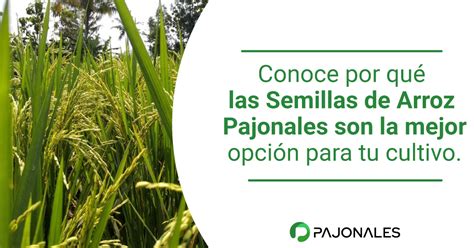 Semilla De Arroz Todo Lo Que Necesitas Saber Para Un Cultivo Exitoso ︎