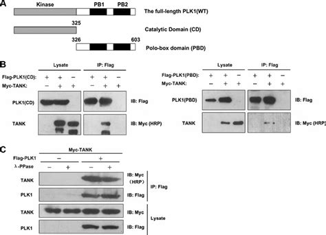 The Interaction Between Plk1 And Tank Requires The Cd Or Pbd Domain Of