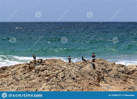 Costa Del Mar Mediterr Neo En El Territorio Del Estado De Israel Imagen