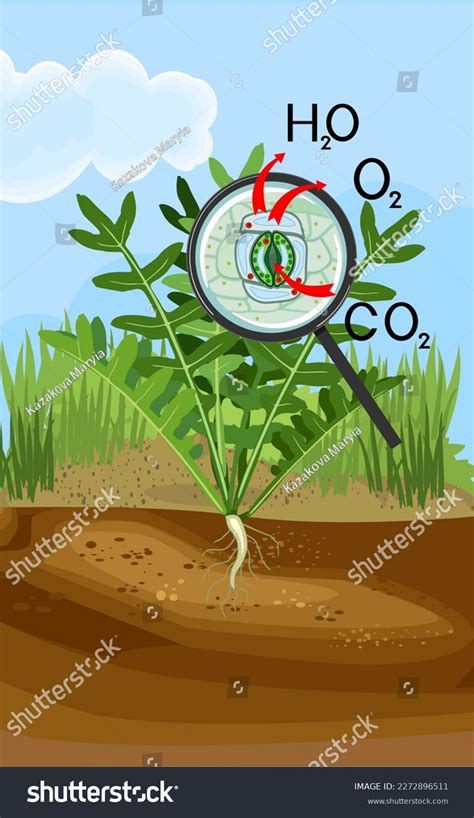 Scheme Plant Transpiration Stomatal Complex Green Stock Vector Royalty