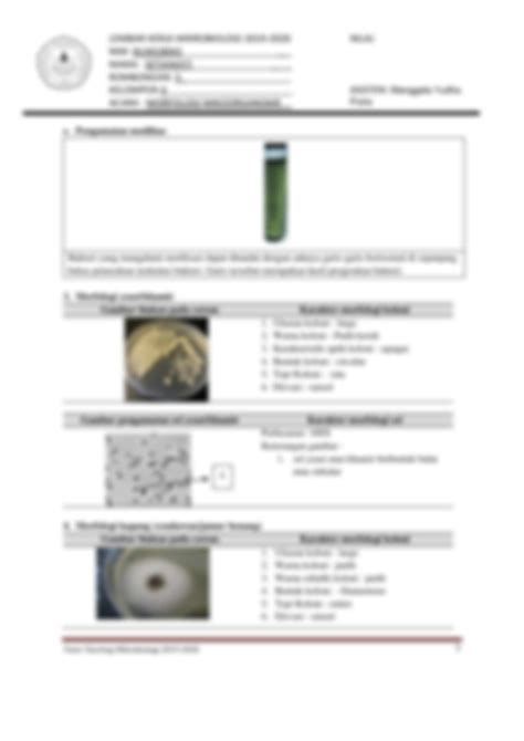 Solution Lembar Kerja Praktikum Mikrobiologi Acara Morfologi