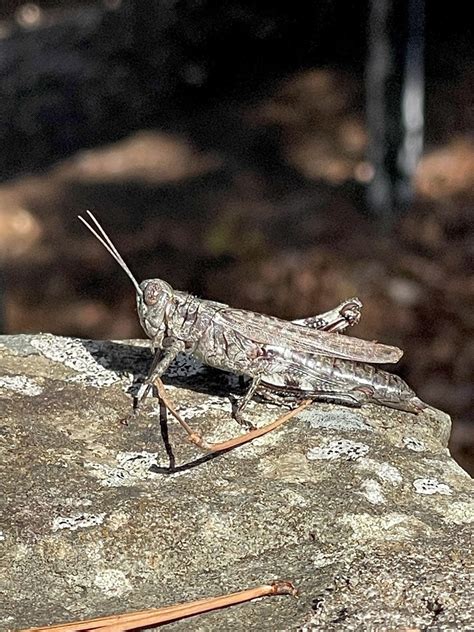 North American Spur Throated Grasshoppers From Petit Jean State Park