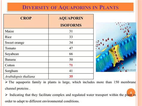 Aquaporins And Their Regulation In Plants Ppt