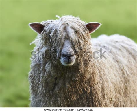 1 Pull Wool Over Your Eyes Images Stock Photos 3D Objects Vectors