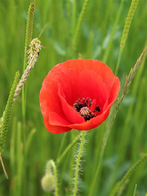 Common Poppy Froyle Wildlife