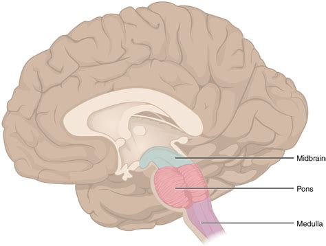 122 The Central Nervous System Medicine Libretexts