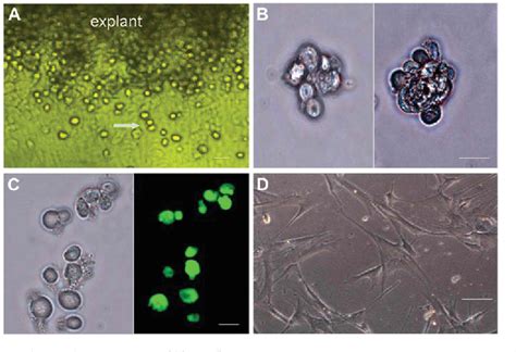 Figure 1 From Angiotensin II Promotes Differentiation Of Mouse C Kit