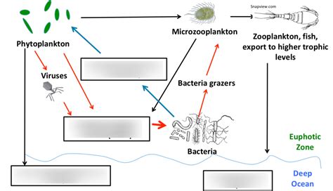 Microbial loop pt. 2 Diagram | Quizlet