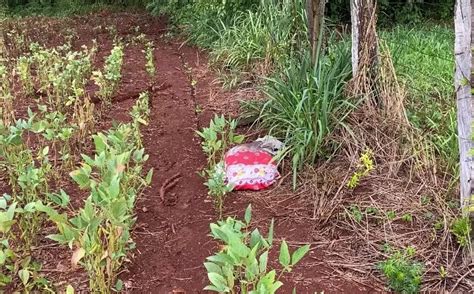 Homem que confessou ter assassinado esposa martelo no Paraná é