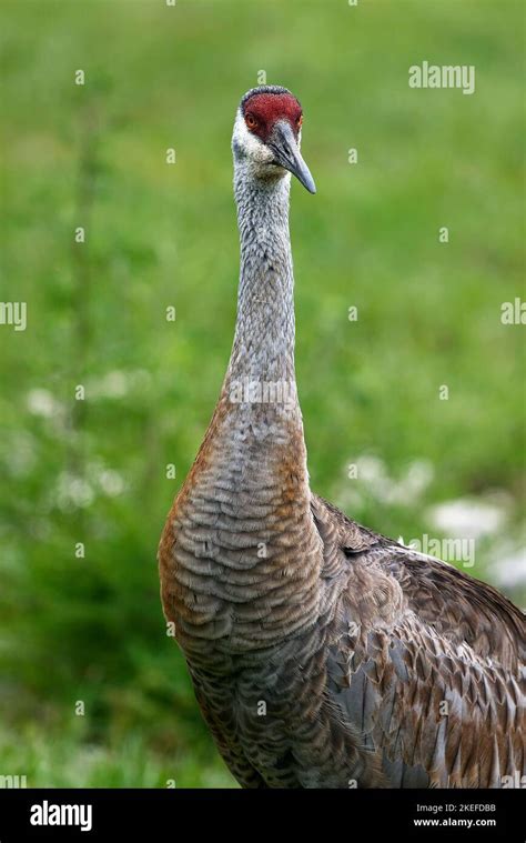 Sandhill Crane Portrait Head On Close Up Green Background Very