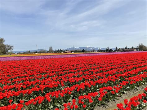 Great Day For The Tulip Festival R Washington