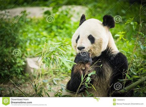 Panda Bear Eating Bamboo Shoot Stock Photo - Image of mammals, cute ...