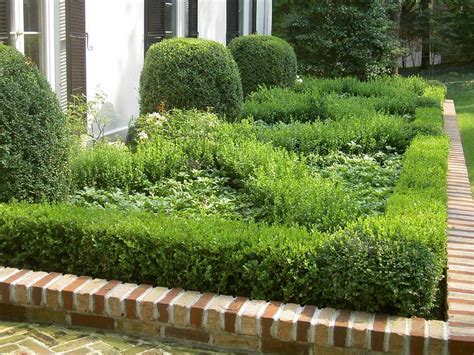 How To Plant Boxwoods Hedges Landscaping Boxwood Hedge Boxwood