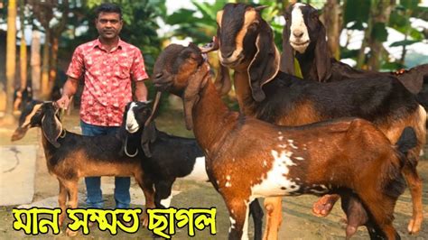 হাই কোয়ালিটি ক্রস ছাগল কিনুন জাকির ভাই এর কাছথেকে তোতাপুরি বিটল