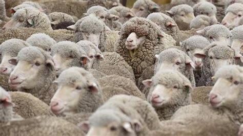 New Zealand Sheep Outnumber People Less Than 5 To 1 WeirdNews Dunya