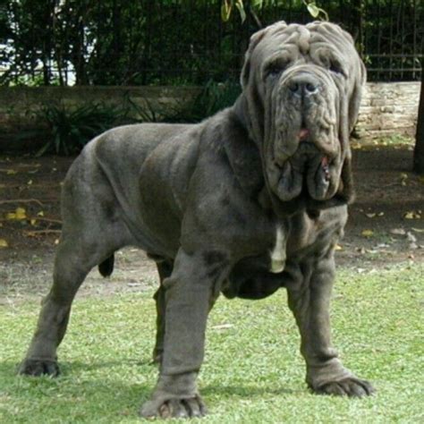 Hefty Neapolitan Mastiff Big Dog Breeds Worlds Biggest Dog Mastiffs