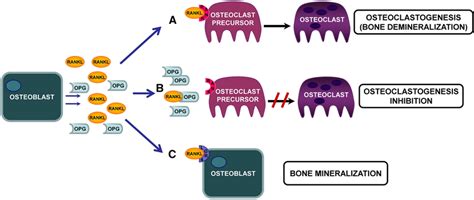 Rank Rankl Opg Lgr Signaling In Bone A Osteoblasts Synthesize And