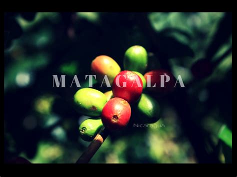 The Best Of Matagalpa Nicaraguas Coffee Country Matagalpa