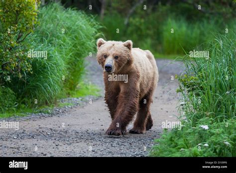 Brown bear on Alaska Stock Photo - Alamy