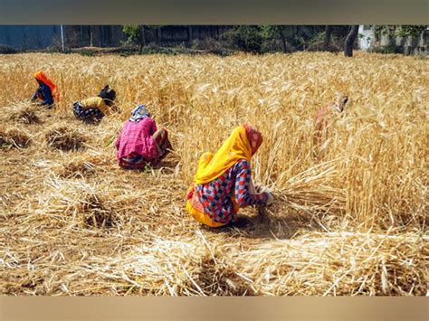 Lakh Tonne Paddy Procured Benefiting Crore Farmers Food Ministry