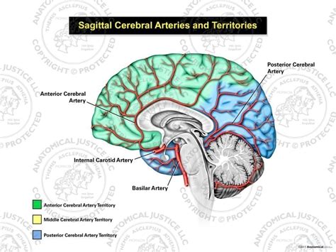 Anterior Cerebral Artery Anatomy