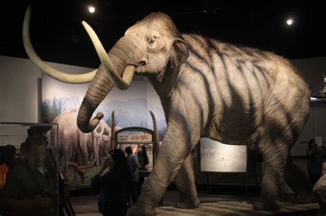 Mammoths And Mastodons