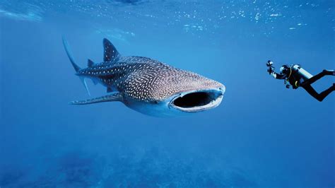 Unforgettable Experience Swimming With The Whale Shark Odigoo Travel