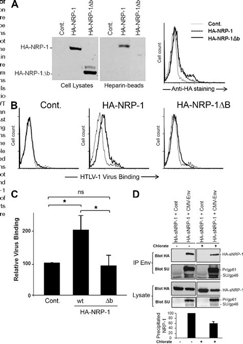 Figure 1 From Htlv 1 Uses Hspg And Neuropilin 1 For Entry By Molecular