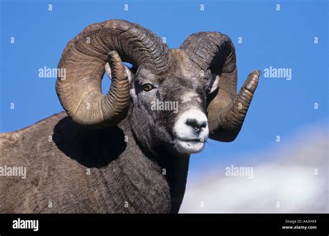 Rocky Mountain Bighorn Sheep Ram Stock Photo 7144547 Alamy