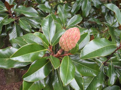 Magnolia Grandiflora Berylwood Tree Farm