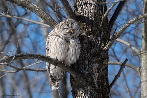 Chouette Ray E Strix Varia Barred Owl Laval Claude Dub Flickr