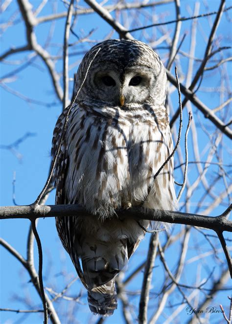 DSC 9002 pan Chouette rayée Barred Owl Biron Yvan Flickr