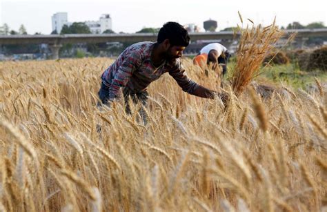 Punjab Ready For Bumper Wheat Harvest Of 182 Lakh Tonnes KalingaTV